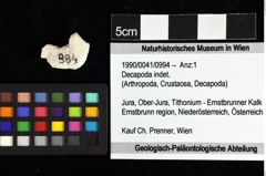 Foto (Objket + Etiketten) von Decapoda indet. 